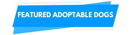 Featured Adoptable Dogs